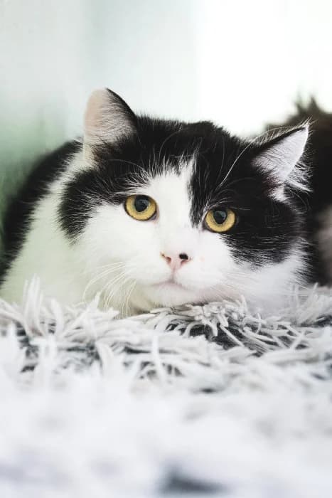 Nimbus, male Mixed Breed for adoption at Fousek z.s.