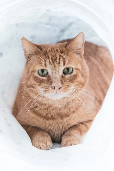 Zek, male senior Mixed Breed for adoption at Fousek z.s.