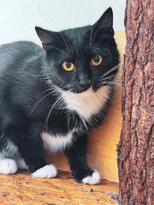 Zinia, female Mixed Breed for adoption at Fousek z.s.