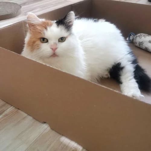 Babetka, bílá se znaky female senior mixed breed for adoption at Fousky z.s.