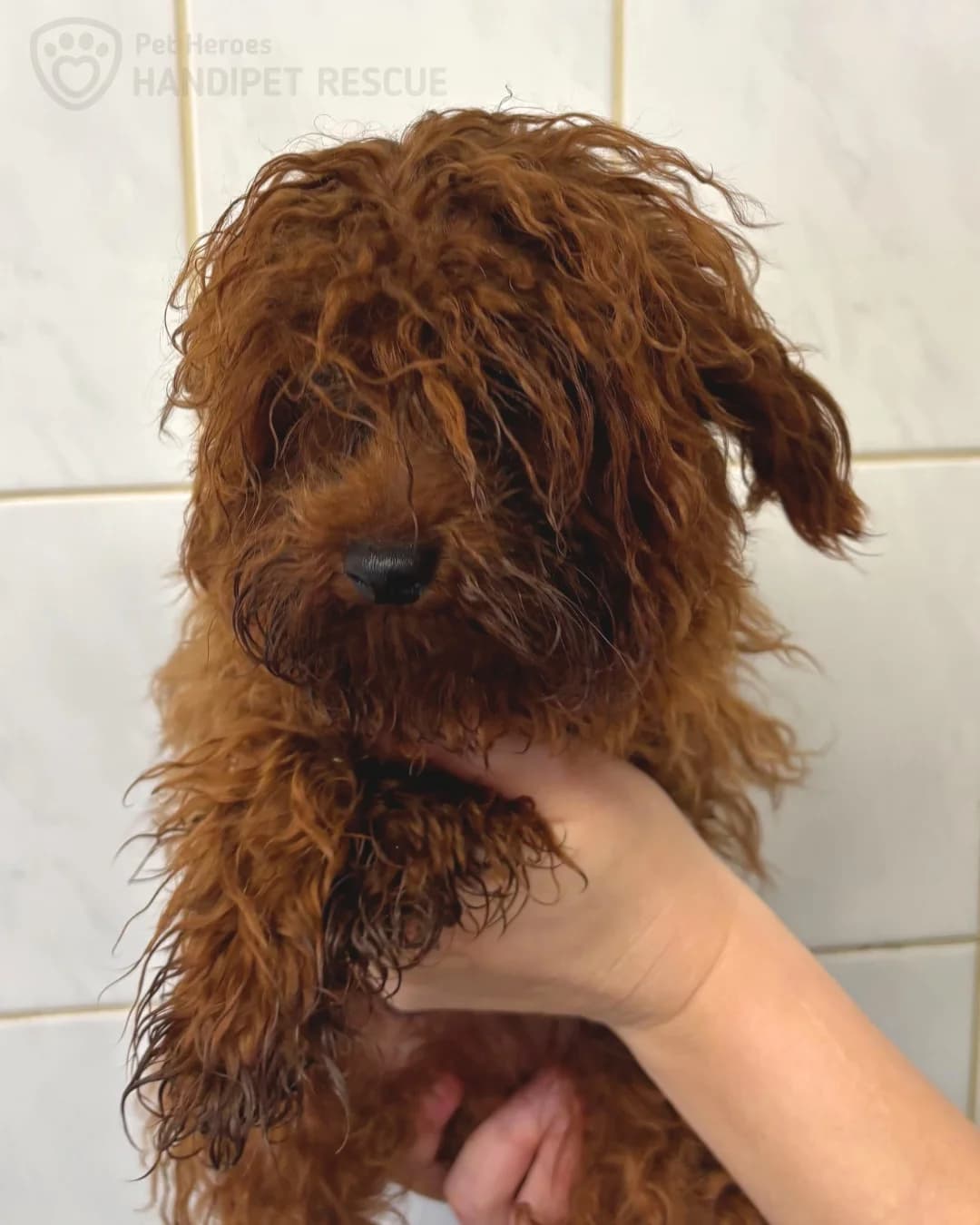 Lupínek, female Mixed Breed for adoption at Handipet Rescue Hoření Vinice