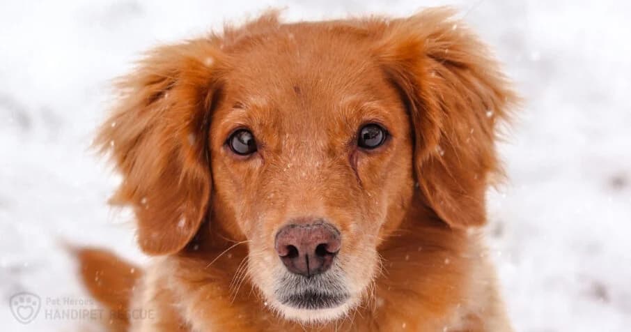 Malina, male 6yo Mixed Breed for adoption at Handipet Rescue, 264 01 Vysoký Chlumec-Sedlčany