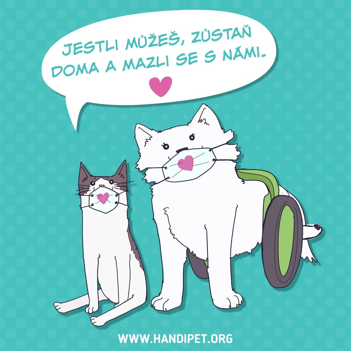 Koronavirus a domácí mazlíčci, Mixed Breed for adoption at Handipet Rescue Hoření Vinice