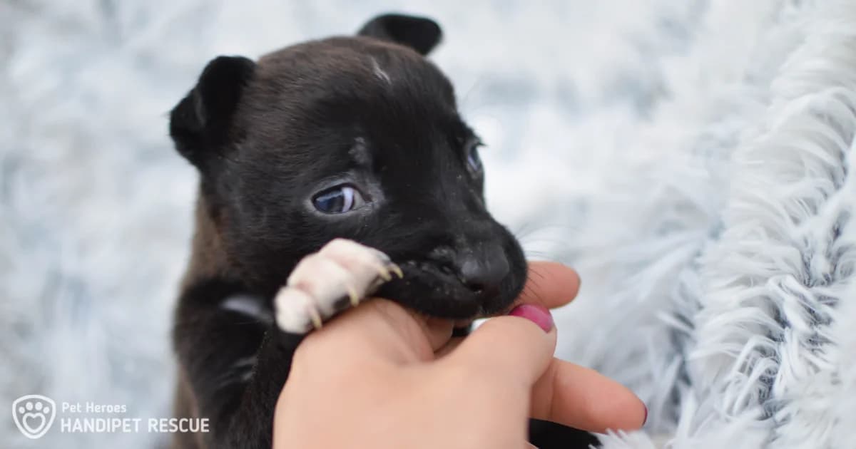 Chcete si pořídit zvířátko? Podvodníci vám mohou prodat i to, které neexistuje, Mixed Breed for adoption at Handipet Rescue Hoření Vinice