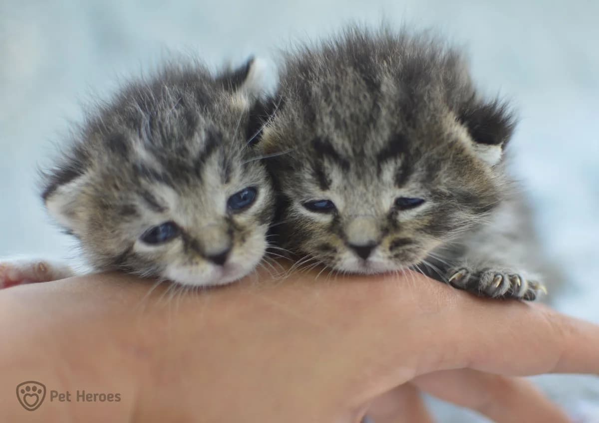 Proč jsou dvě koťátka lepší než jedno?, Mixed Breed for adoption at Handipet Rescue Hoření Vinice