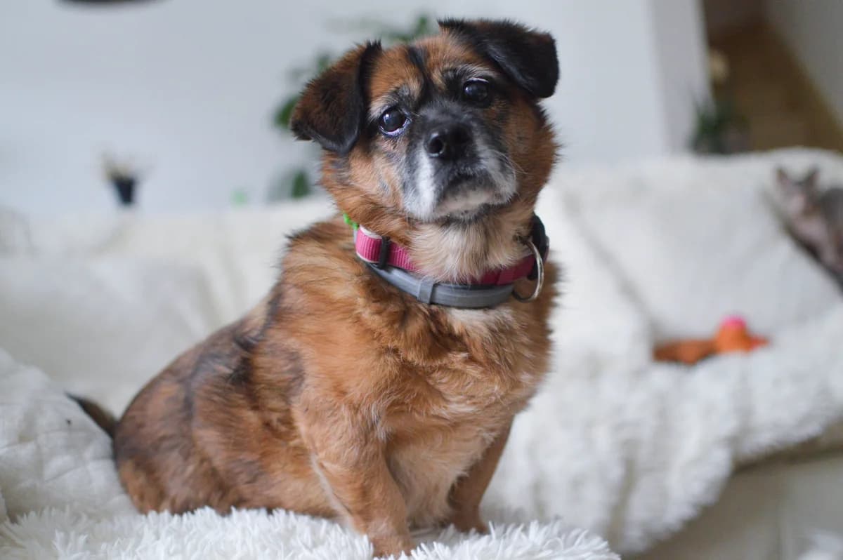 Jak prožít klidné svátky se svým mazlíčkem, mixed breed for adoption at Handipet Rescue Hoření Vinice