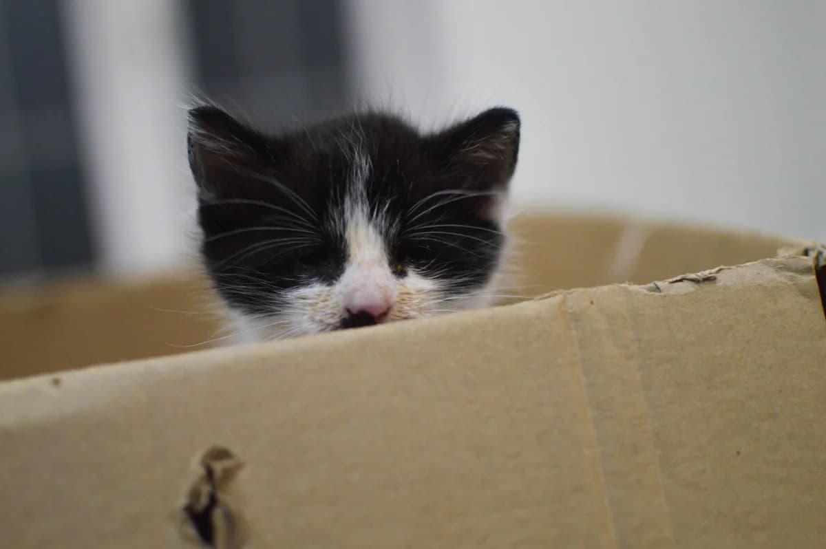 I vy můžete pomoct změnit situaci koček v nouzi!, mixed breed for adoption at Handipet Rescue Hoření Vinice