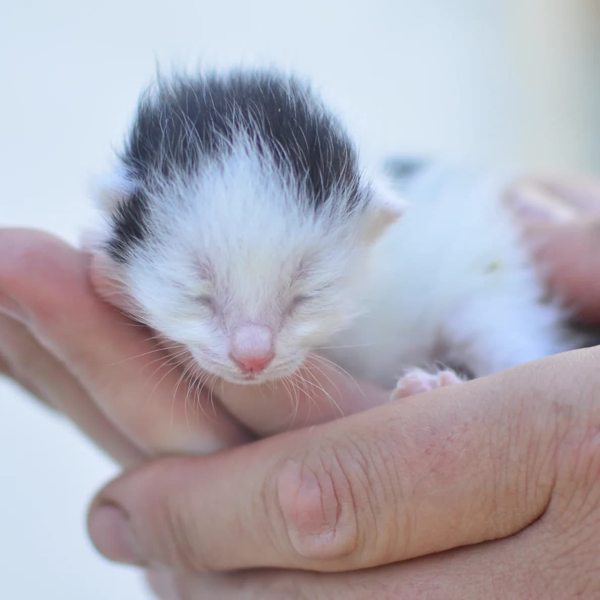 Koťátka v nouzi jsou všude kolem! Co dělat a jak jim pomoct?, mixed breed for adoption at Handipet Rescue Hoření Vinice