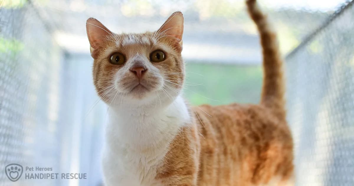 Kastrace se týkají i kocourů, mixed breed for adoption at Handipet Rescue Hoření Vinice