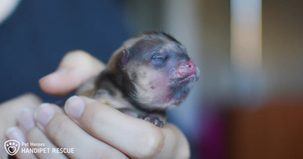 Vodní štěňátka (water puppies), Mixed Breed for adoption at Handipet Rescue Hoření Vinice