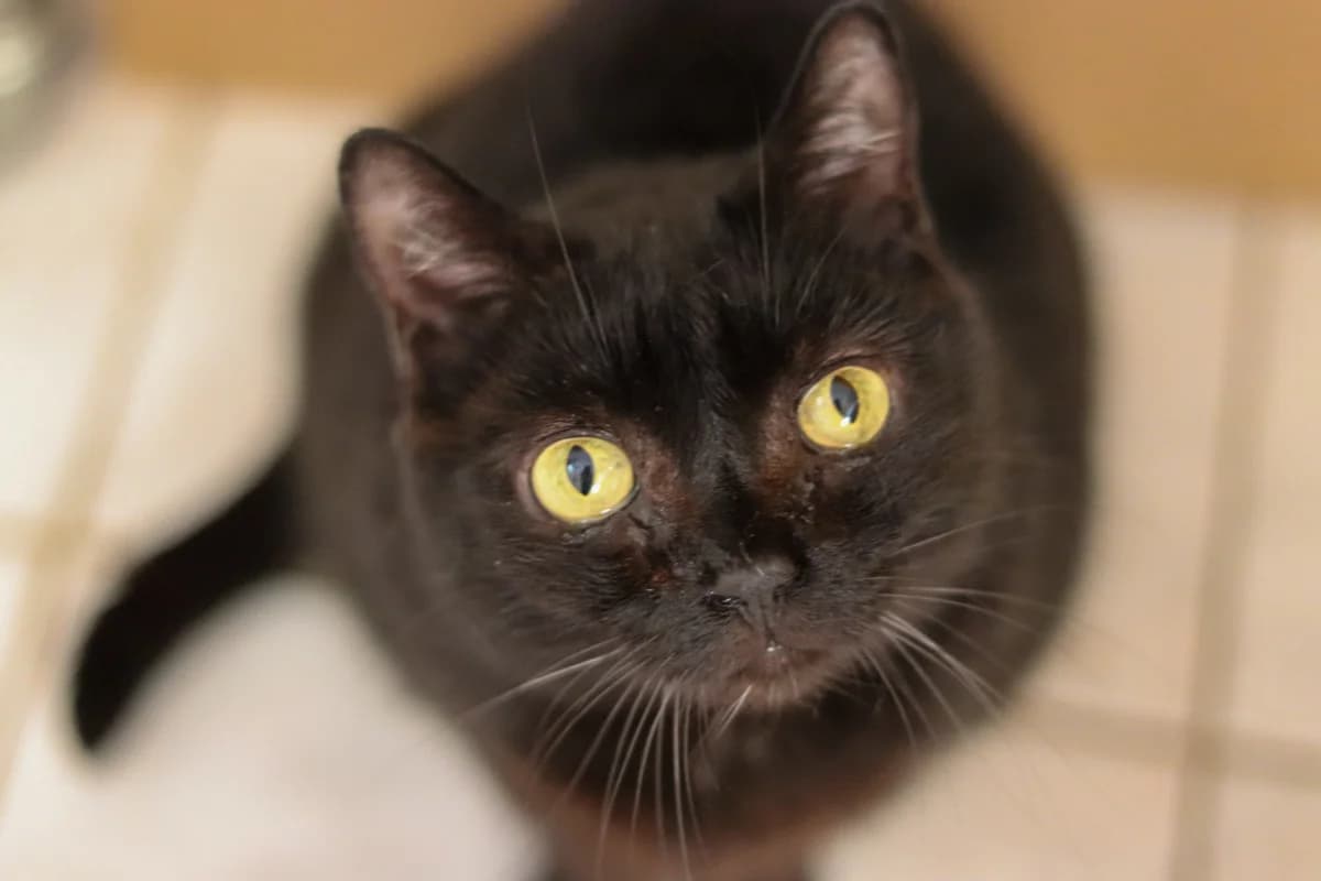 Jůlinka marně vyhlíží domov, Mixed Breed for adoption at Handipet Rescue Hoření Vinice