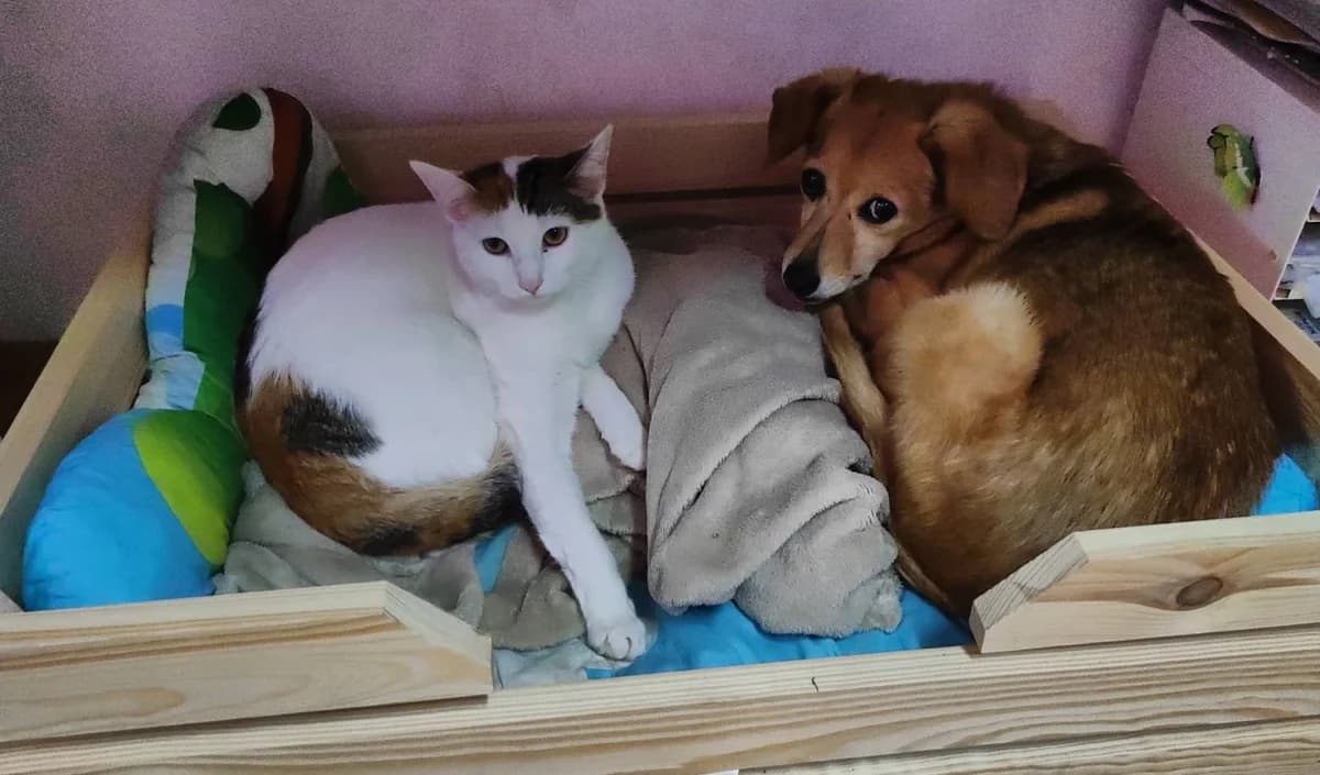 Úvaha nad divností koček očima psa, Mixed Breed for adoption at Handipet Rescue Hoření Vinice