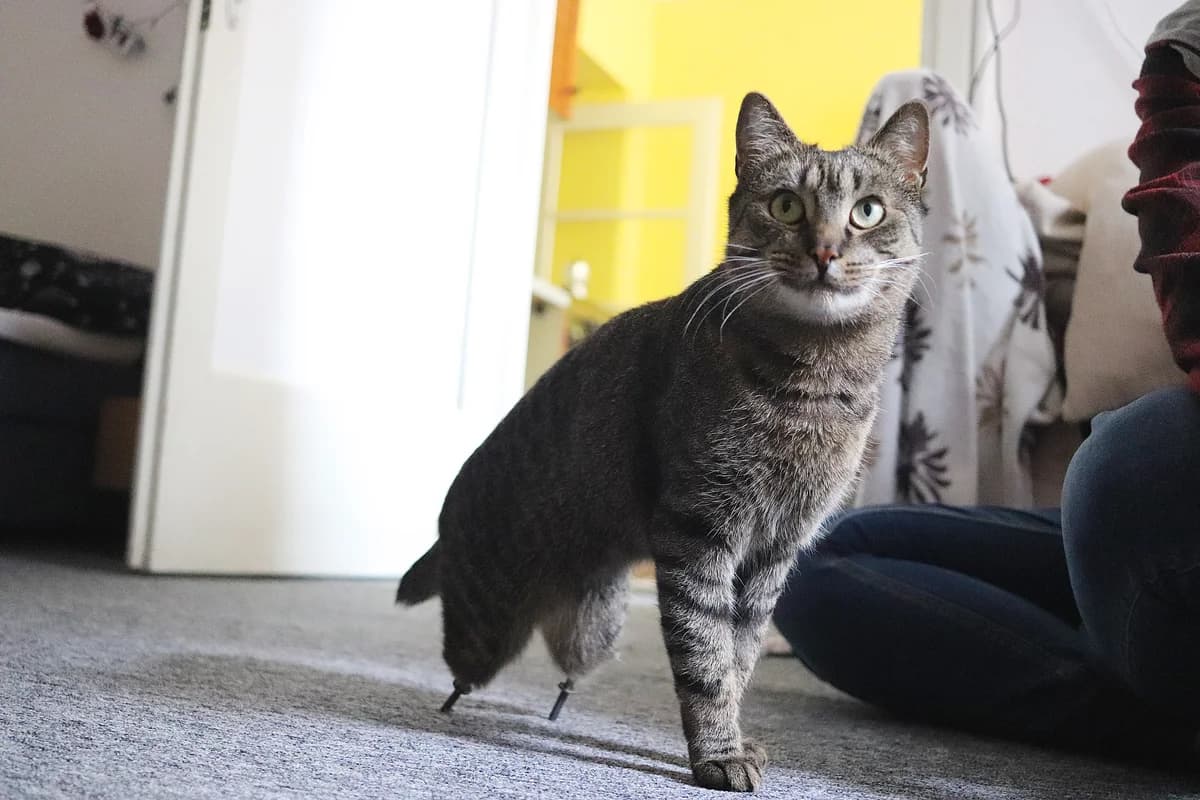 Kocourek Mojito slaví první rok s protézkami. Jak se daří českému unikátu?, mixed breed for adoption at Handipet Rescue Hoření Vinice