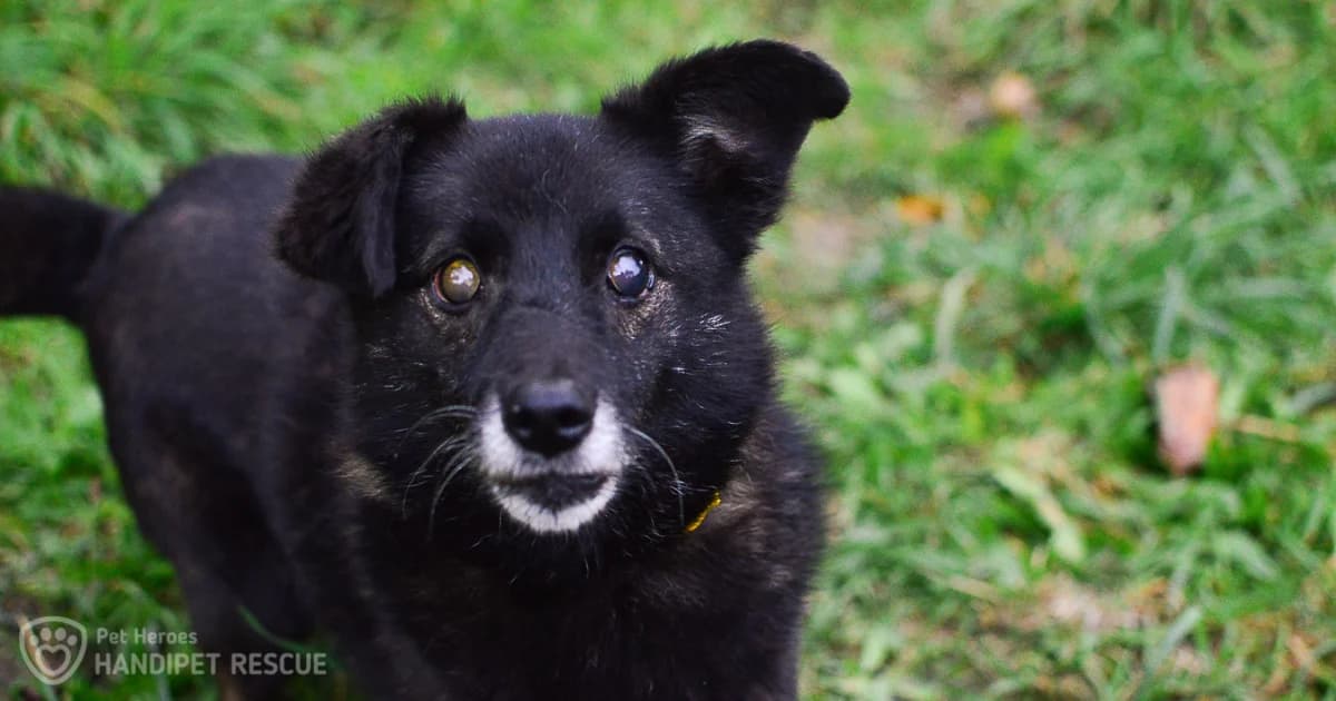 Slepota u psů: Jak pečovat o slepého psa?, Mixed Breed for adoption at Handipet Rescue Hoření Vinice