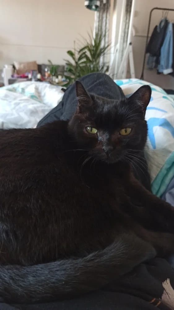 Kočička Jůlinka po letech našla domov, Mixed Breed for adoption at Handipet Rescue Hoření Vinice