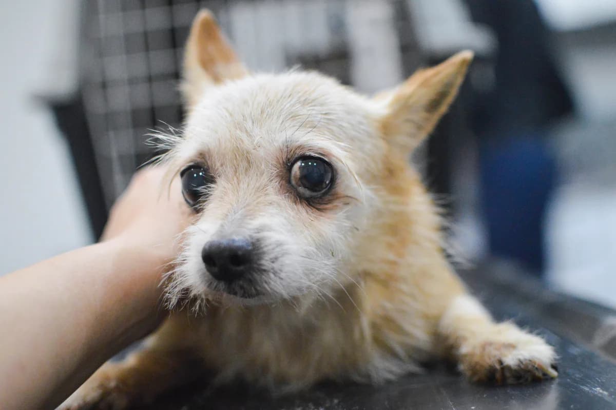 Rakovina u zvířat, mixed breed for adoption at Handipet Rescue Hoření Vinice