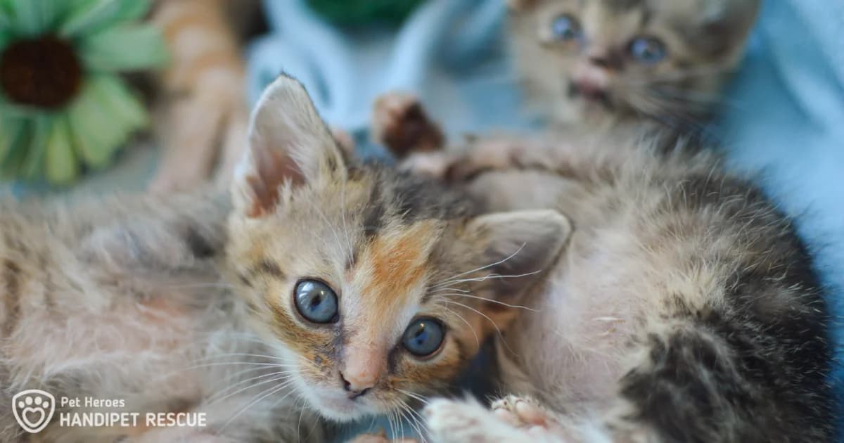 Kastrace: Proč je důležité kastrovat kočky – a nejen pro jejich zdraví, mixed breed for adoption at Handipet Rescue Hoření Vinice