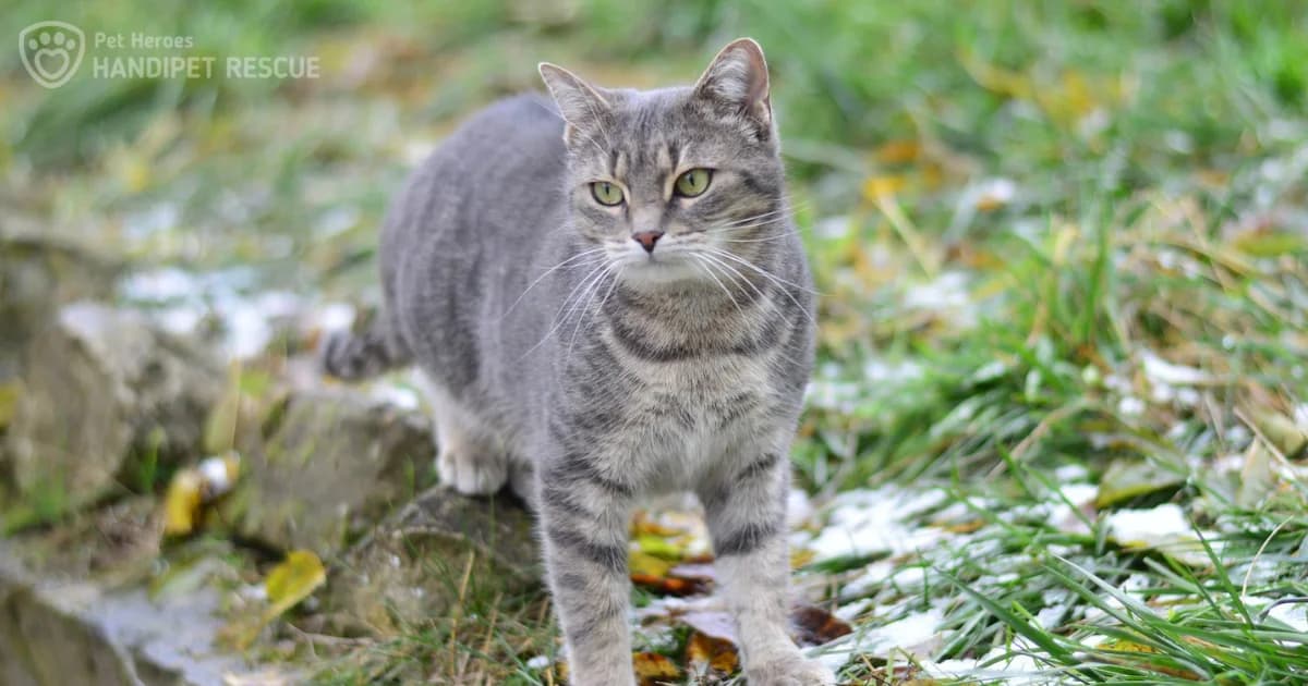 Každá venkovní kočka nepotřebuje zachránit. Ale vykastrovat ano!, mixed breed for adoption at Handipet Rescue Hoření Vinice