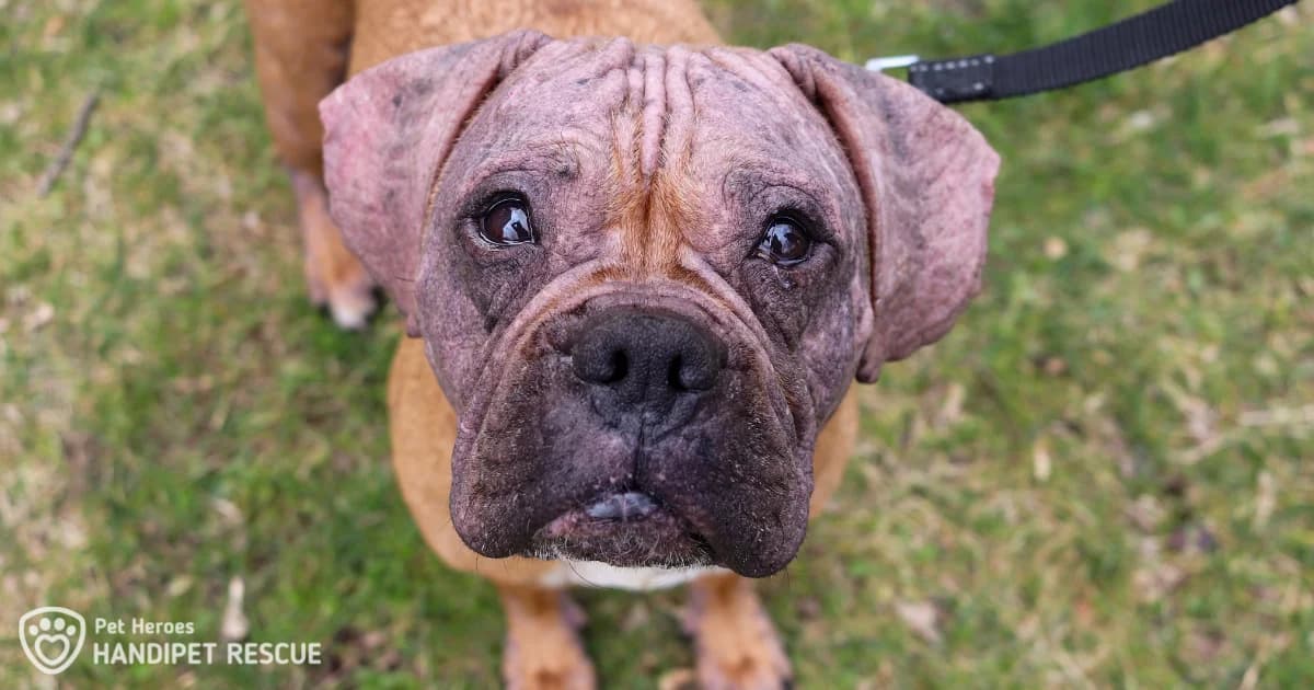 Alergie u psů a koček, Mixed Breed for adoption at Handipet Rescue Hoření Vinice