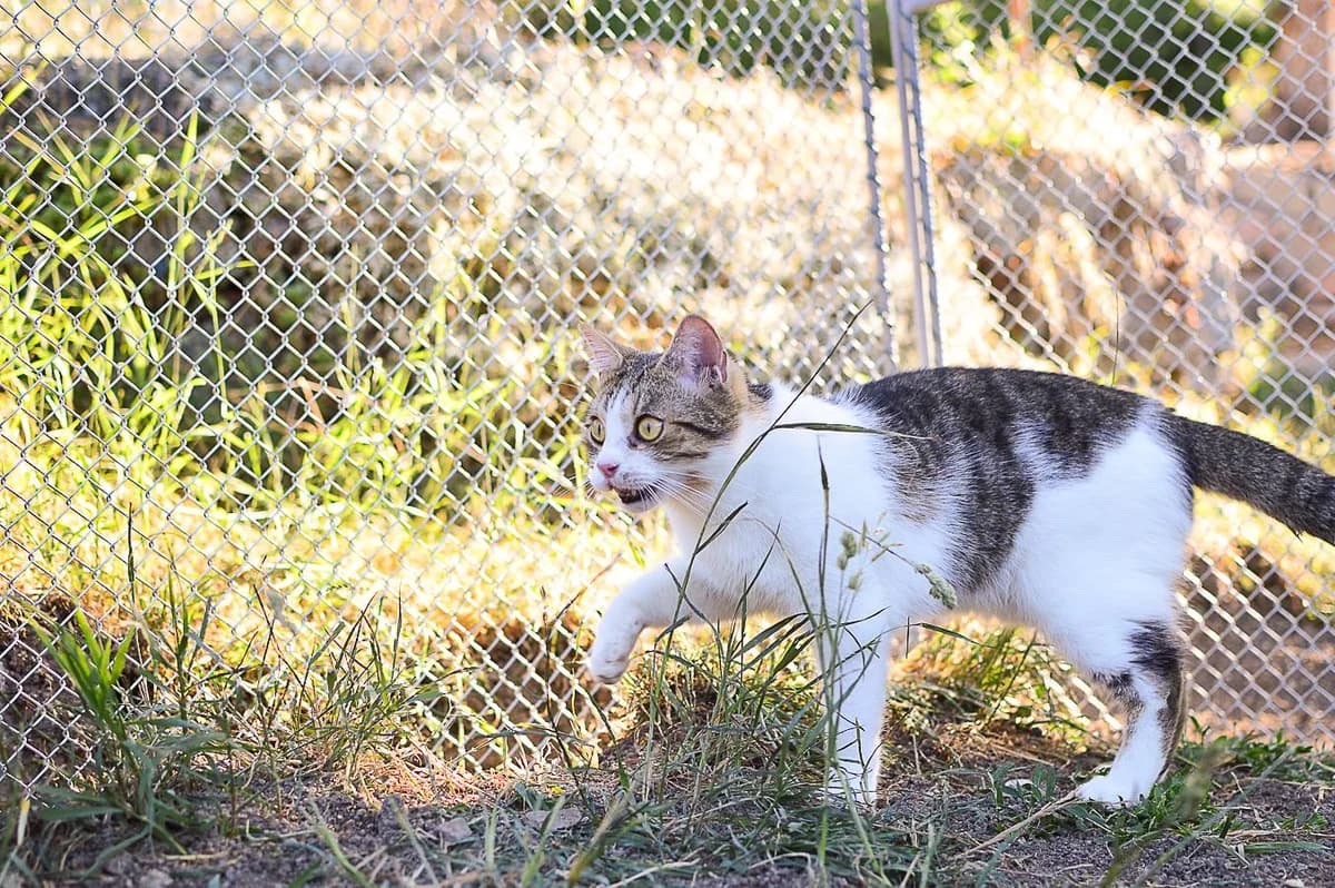 Chcete si vzít koťátko? Hloupost! Adoptujte si raději dospělou kočku, Mixed Breed for adoption at Handipet Rescue Hoření Vinice