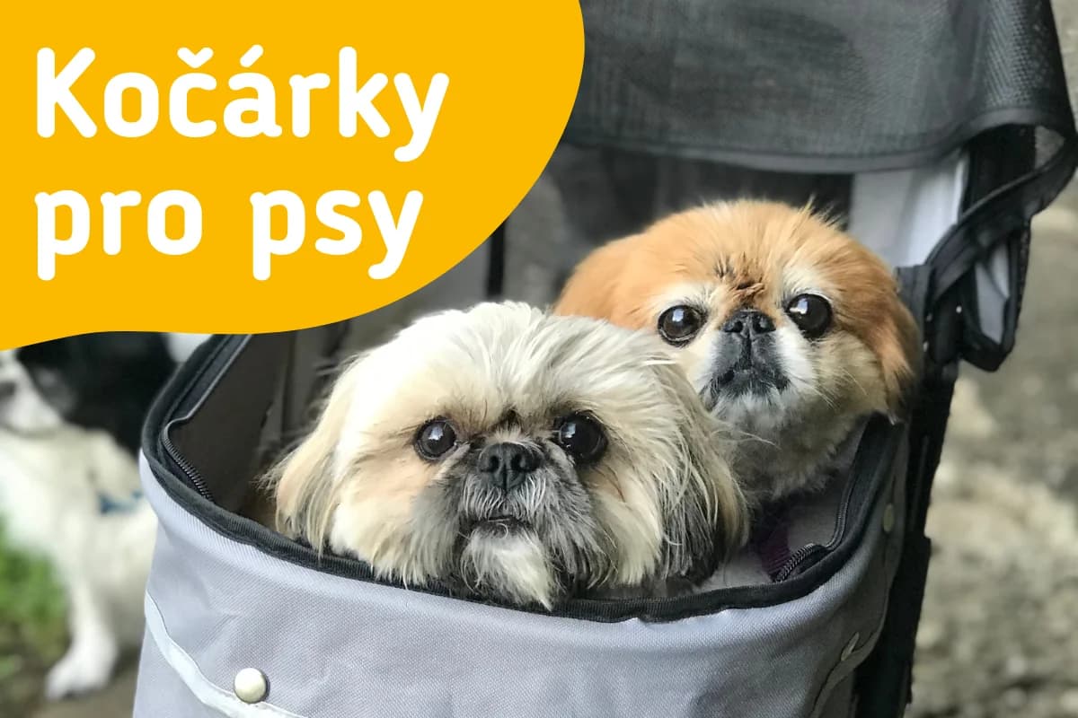 Kočárek pro psy: k čemu slouží a jak vybrat ten správný?, Mixed Breed for adoption at Handipet Rescue Hoření Vinice