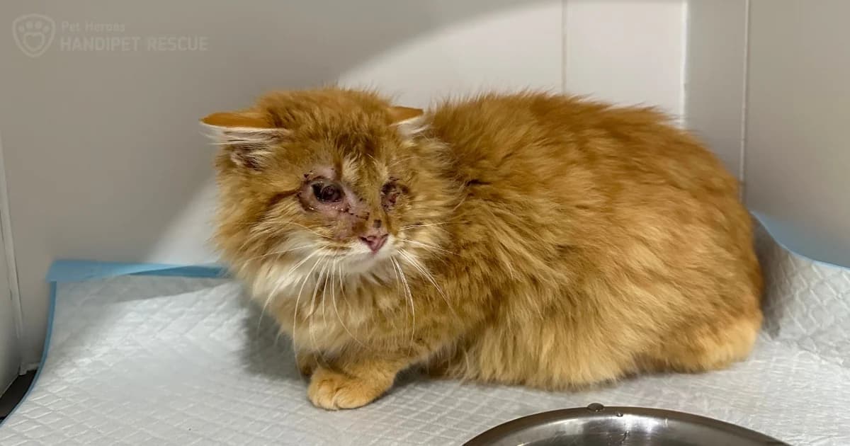 Slepé a vychrtlé koťátko trpělo silnou rýmou. Věneček našel pomoc na poslední chvíli., mixed breed for adoption at Handipet Rescue Hoření Vinice