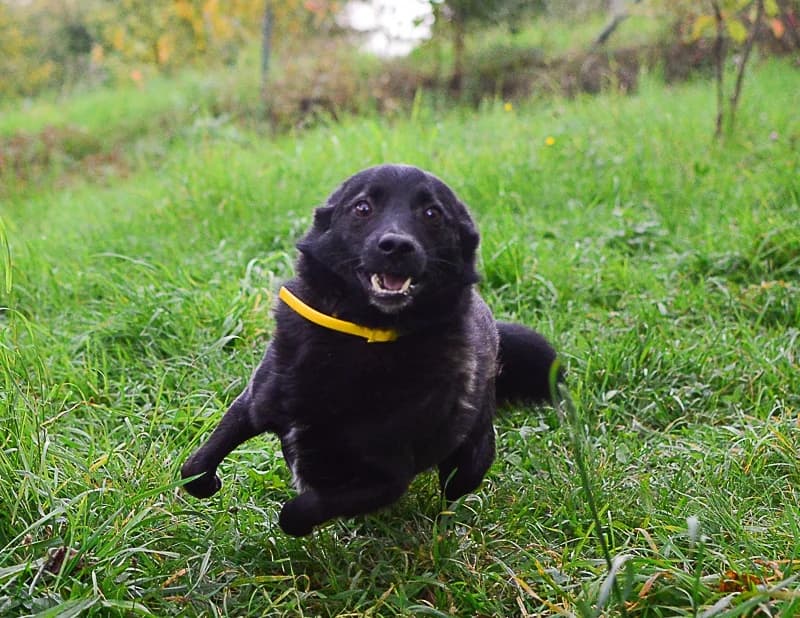 Novoroční pravidla pro bezpečí vašich chlupáčů, Mixed Breed for adoption at Handipet Rescue Hoření Vinice