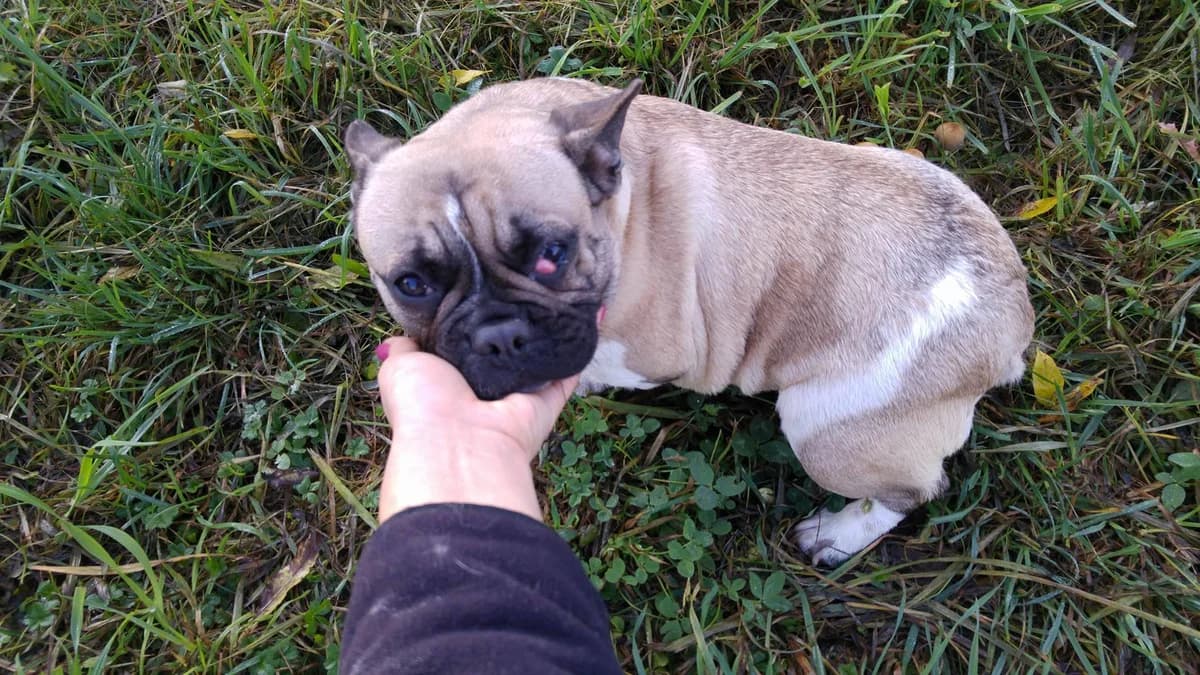 Proč je chov bez papírů špatně a ani u papíráků to není zrovna slavné, Mixed Breed for adoption at Handipet Rescue Hoření Vinice