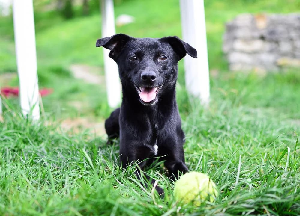 Výhody adopce pejska a proč to doporučuji, Mixed Breed for adoption at Handipet Rescue Hoření Vinice