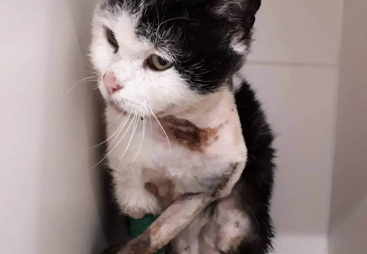 Kočičí genocida v Čechách? Můžete to zastavit!, mixed breed for adoption at Handipet Rescue Hoření Vinice