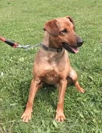 Bohouš, male senior Mixed Breed for adoption at Útulek Jihlava – Městská policie, Jihlava-Jihlava 1