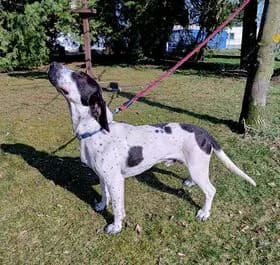 Cuba, male young Mixed Breed for adoption at Útulek Jihlava – Městská policie, Jihlava-Jihlava 1