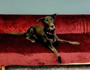 Kostík, male senior Mixed Breed for adoption at Útulek Jihlava – Městská policie, Jihlava-Jihlava 1