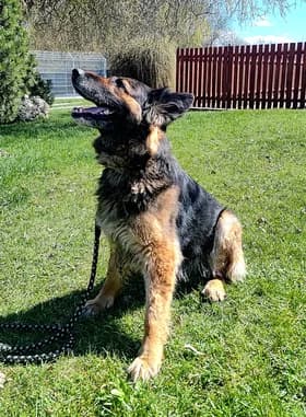 Zuzka, female senior Mixed Breed for adoption at Útulek Jihlava – Městská policie, Jihlava-Jihlava 1