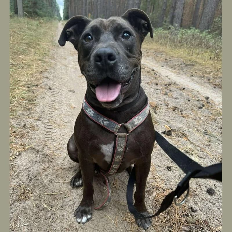 LEXEM, male 4yo Mixed Breed for adoption at Jménem psa z.s., Bzenec