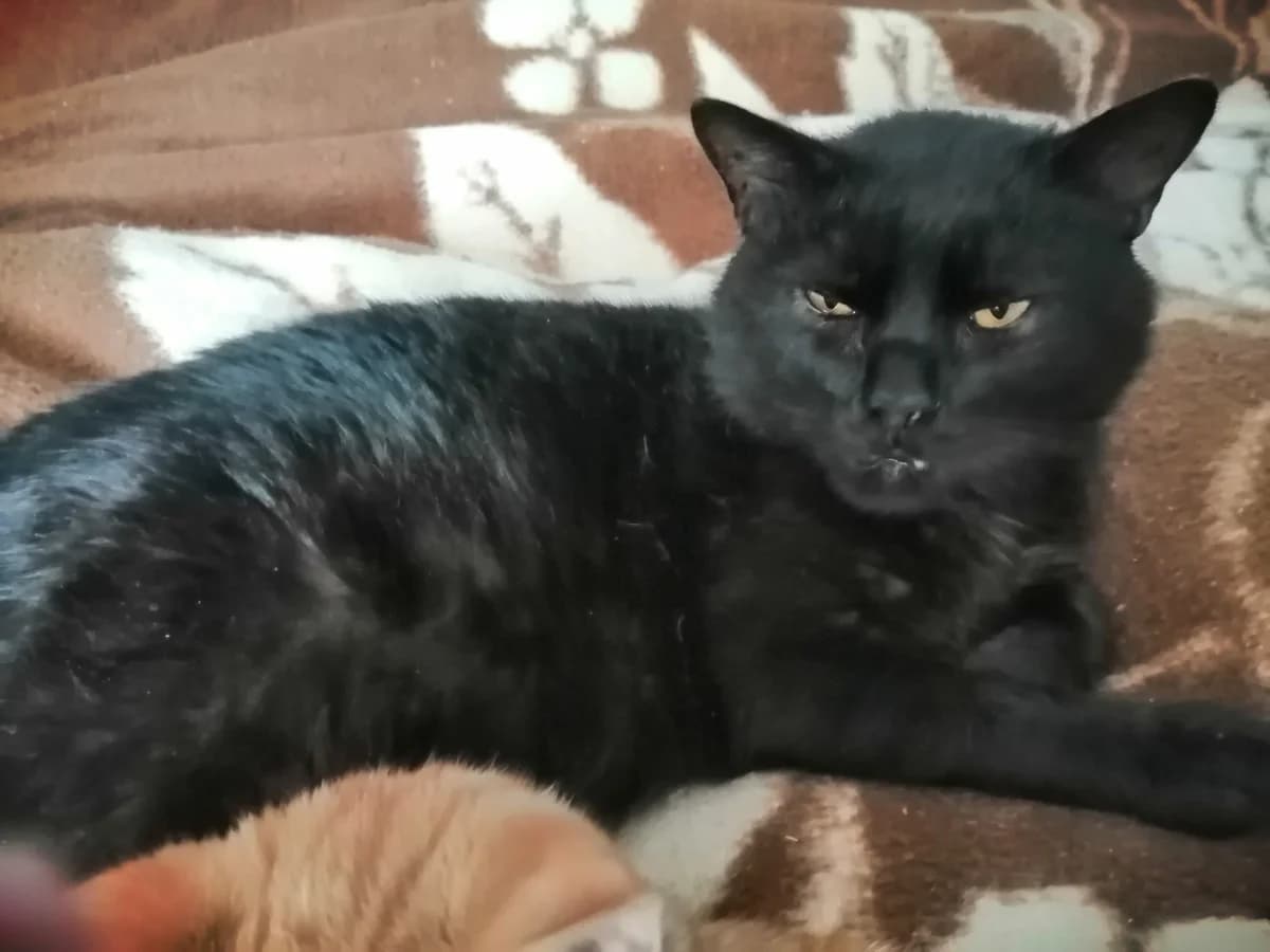 Palouček, male Mixed Breed for adoption at Kočičí depozitum Flíček z.s., Nedakonice