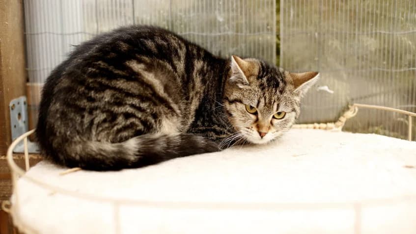 Arašída, female senior Mixed Breed for adoption at Kočičí domov Sluníčko, Czech Republic