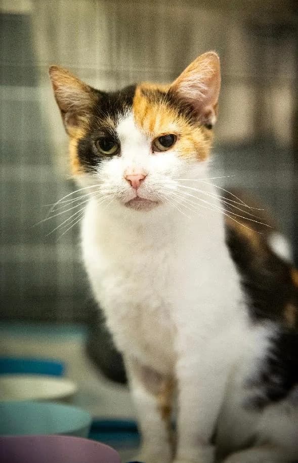 Eve, female 5yo Mixed Breed for adoption at Kočičí Tlapky, Brno-Chrlice
