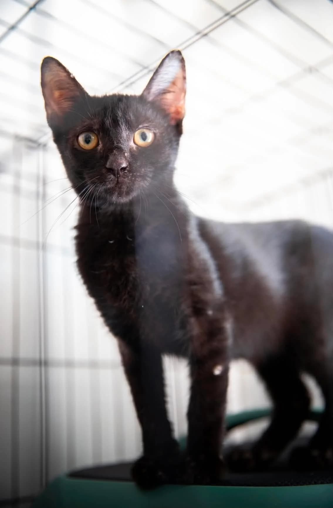 Fix, female Mixed Breed for adoption at Kočičí Tlapky, Brno-Chrlice