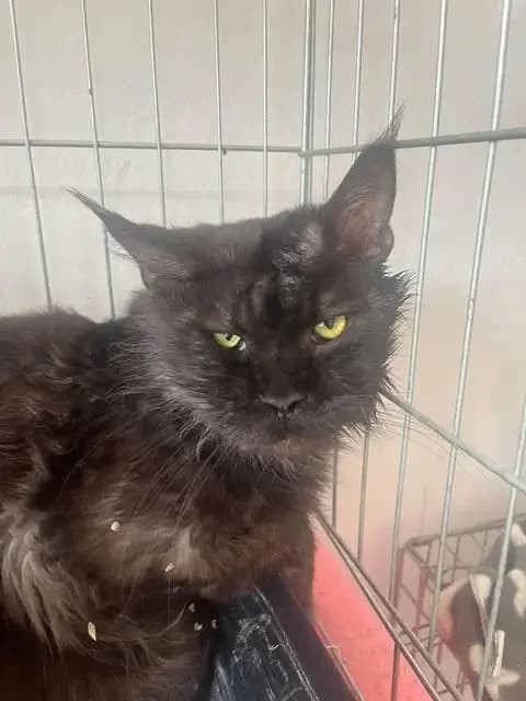 Marcus Aurelius, female 5yo Mixed Breed for adoption at Kočičí Tlapky, Brno-Chrlice