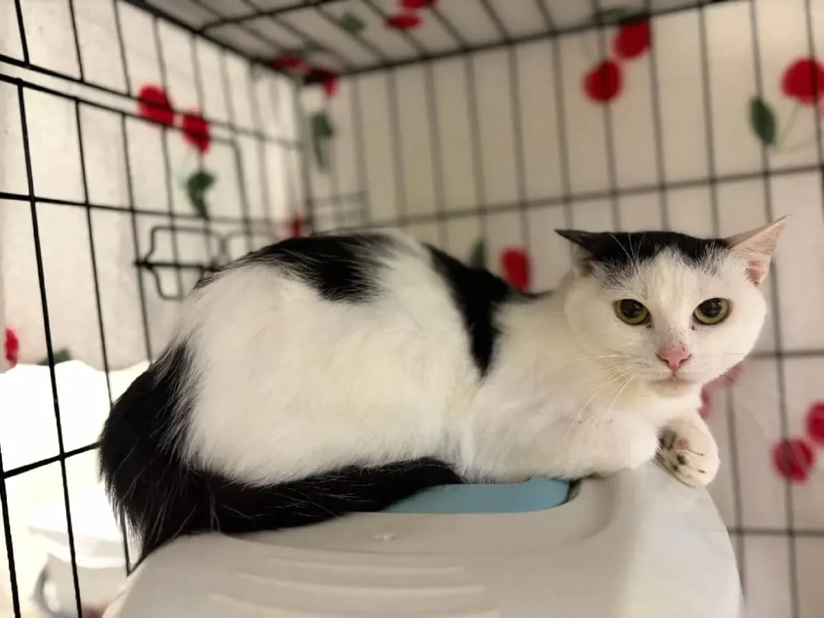 Telnička, female 5yo Mixed Breed for adoption at Kočičí Tlapky, Brno-Chrlice