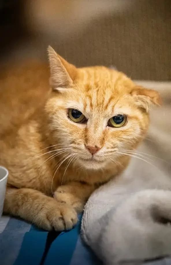 Mína, female 6yo Mixed Breed for adoption at Kočičí Tlapky, Brno-Chrlice