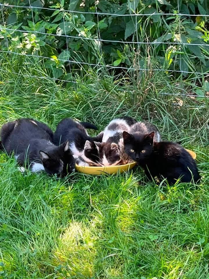Meziluží u Horní Stropnice, puppy Mixed Breed for adoption at Kočky České Budějovice z.s., 370 05 České Budějovice-České Budějovice 2