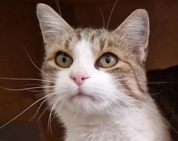 Safira, female 5yo Mixed Breed for adoption at LuckyCats