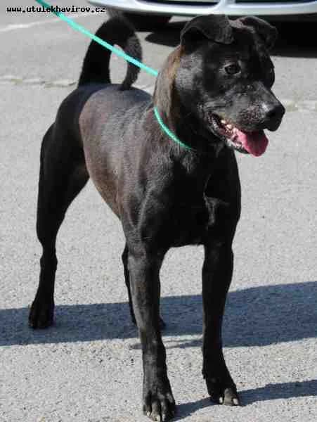 Žarko, barva černá male mixed breed for adoption at MAX Útulek Havířov