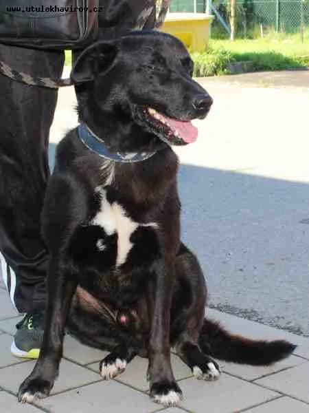 Rony, černá s bílými znaky male 6yo mixed breed for adoption at MAX Útulek Havířov, Havířov-Havířov 4