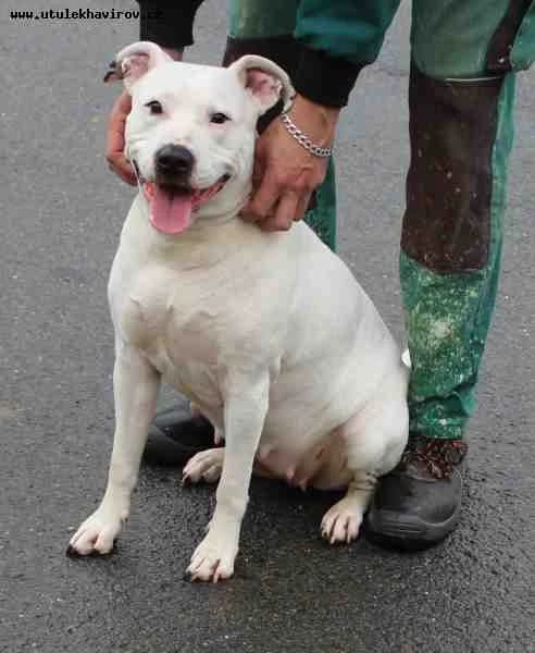 Běla, bílá female mixed breed for adoption at MAX Útulek Havířov