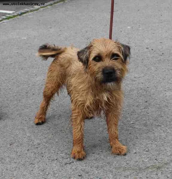 Jerry, světle hnědá male 5yo mixed breed for adoption at MAX Útulek Havířov, Havířov-Havířov 4