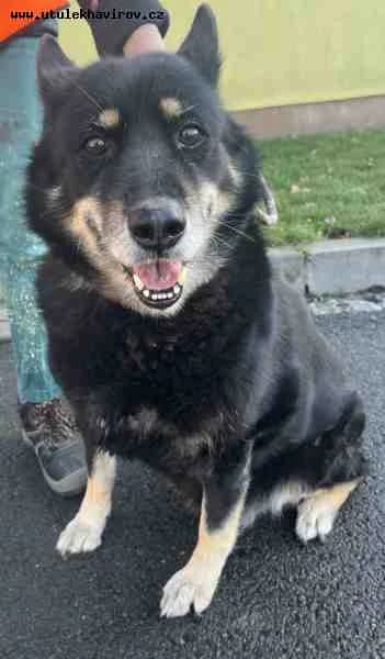 Barča, Černohnědá female mixed breed for adoption at MAX Útulek Havířov