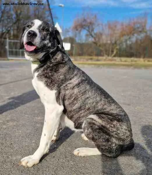 Kira, šedobílá female mixed breed for adoption at MAX Útulek Havířov
